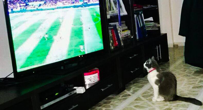 Motanul Corinei, Matzanel, este fan infocat al Barcelonei