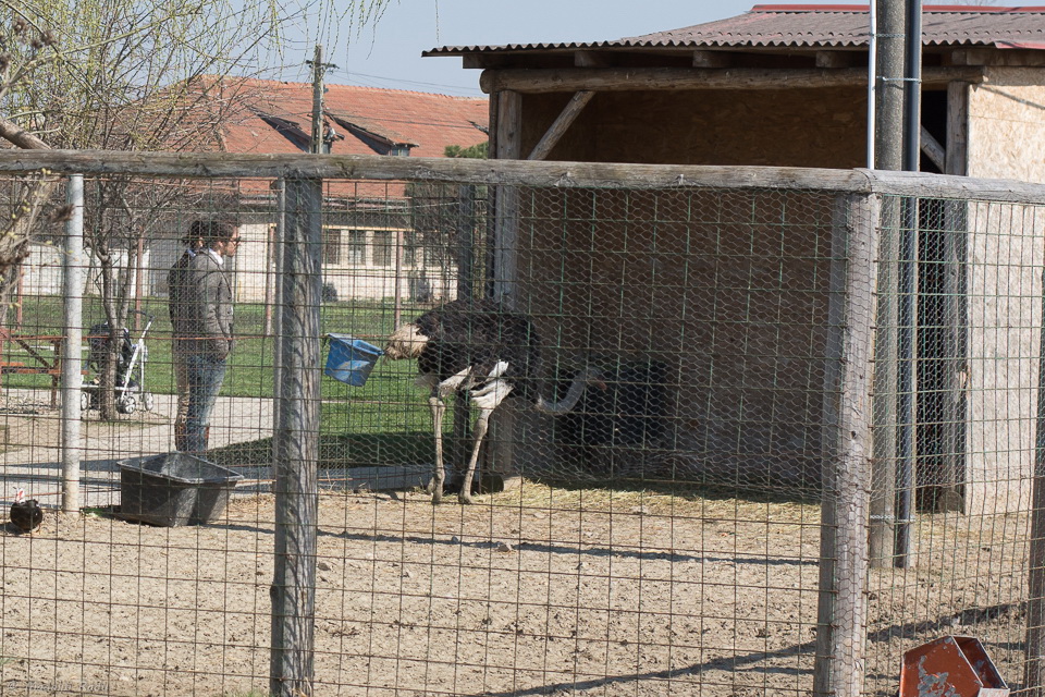 Tuncay a fost fascinat de un strut