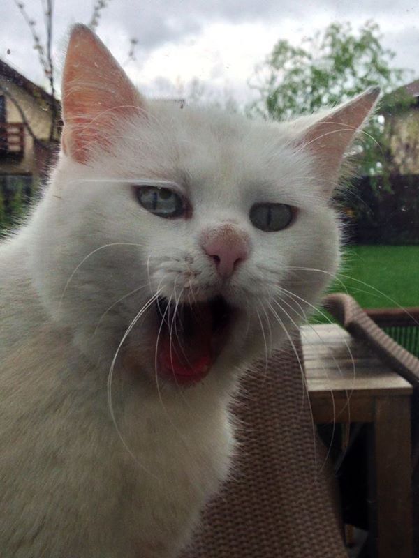 Simona a postat pe Facebook o poza in care face aluzie la Bianca Dragusanu