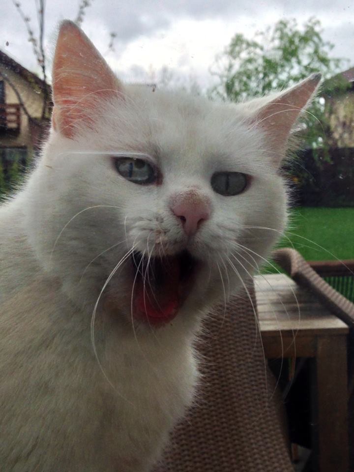 Simona Gherghe e mandra nevoie mare de animalutul ei de companie