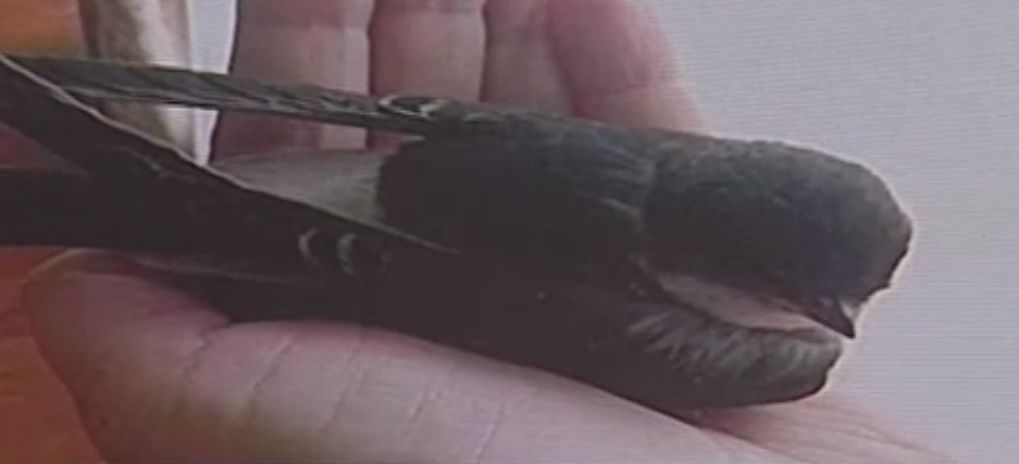 La un moment dat, actrita a fost vizitata de o randunica, un semn de la fiica sa din Ceruri