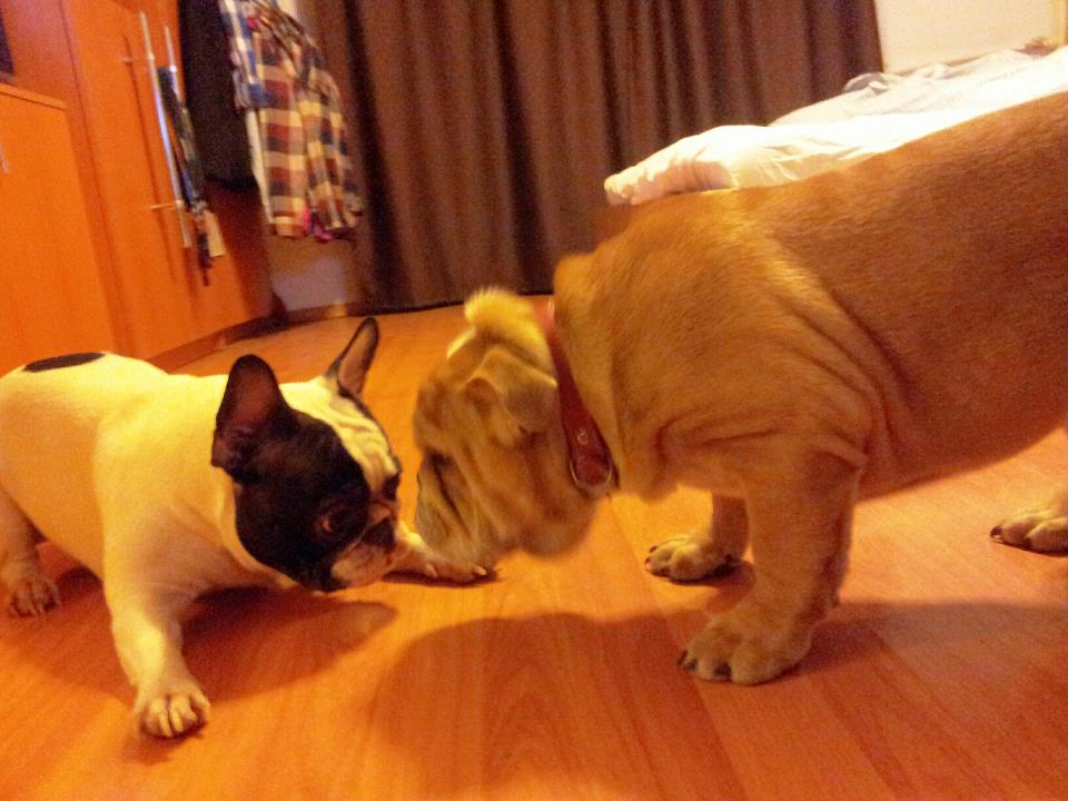 Speak s-a mutat cu tot cu patrupede in casa Adelinei