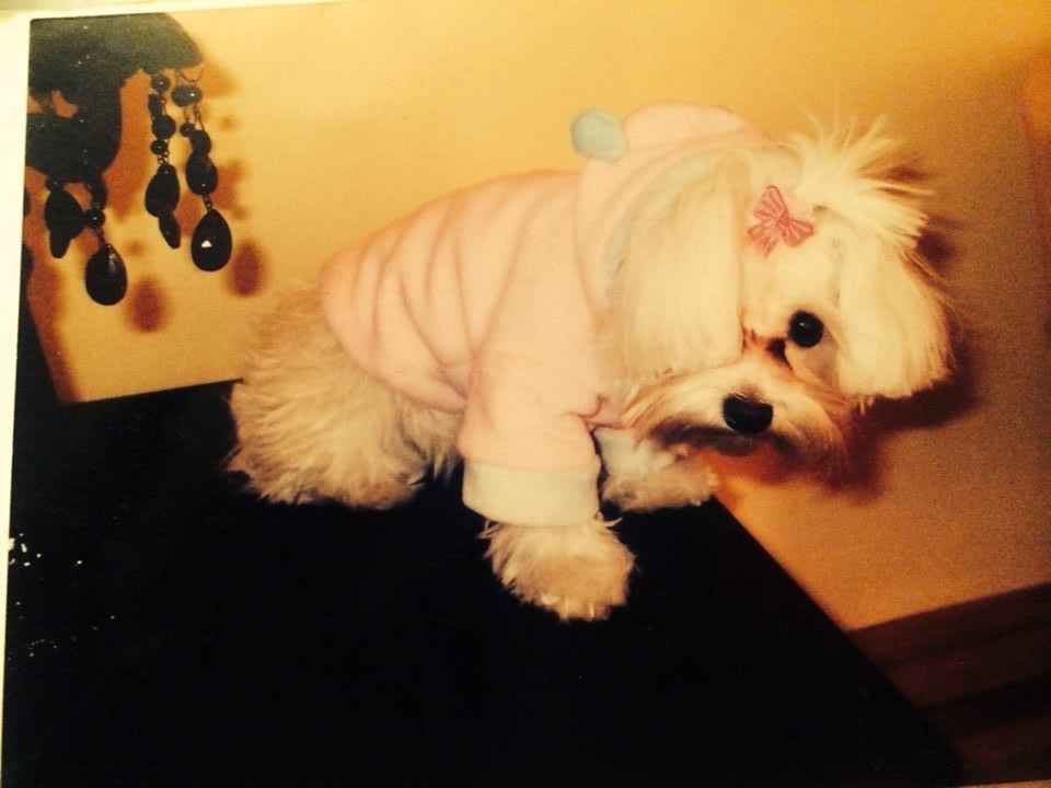 Aceasta este bichonita Pamy, care a disparut de curand din Satu Mare