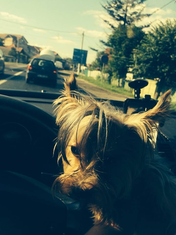 Bruneta l-a luat cu ea pe catelusul care a ramas acum fara partener de joaca