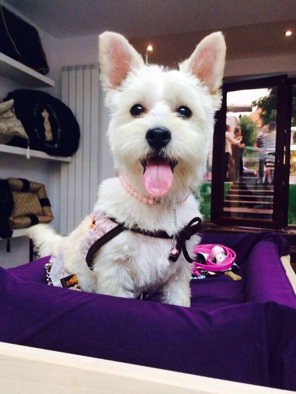 Andreea isi iubeste patrupedul ca pe ochii din cap