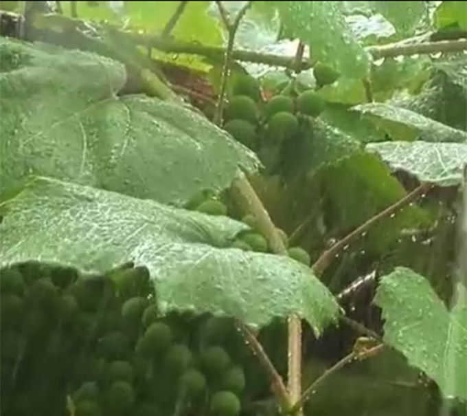 Ploaia este o adevarata bucurie pentru Ozana