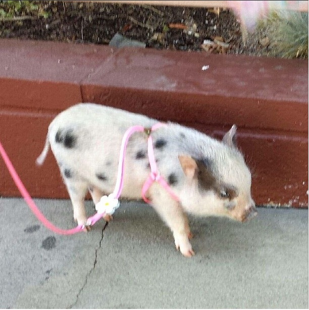 De curand, Puscas si-a cumparat un porc vietnamez pe care a dat aproape 3000 de euro