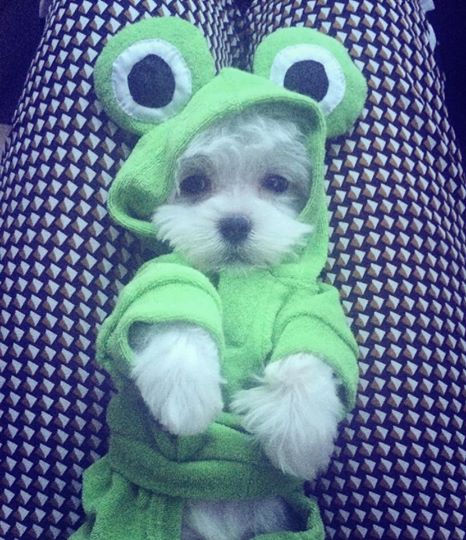 Toby este noul membru al familiei