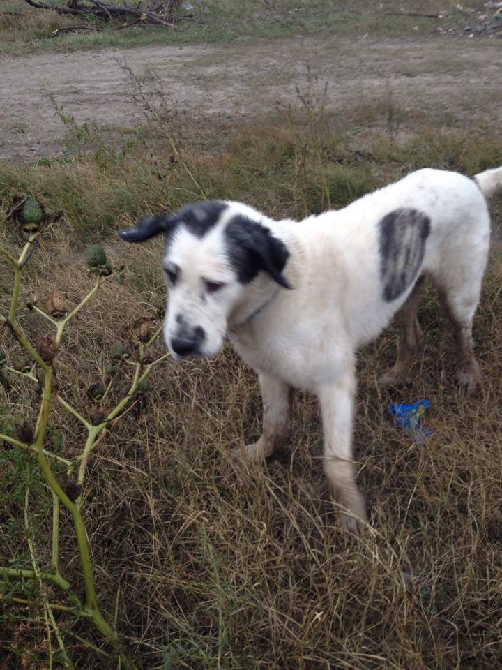 Zoro este lasat liber in fata blocului