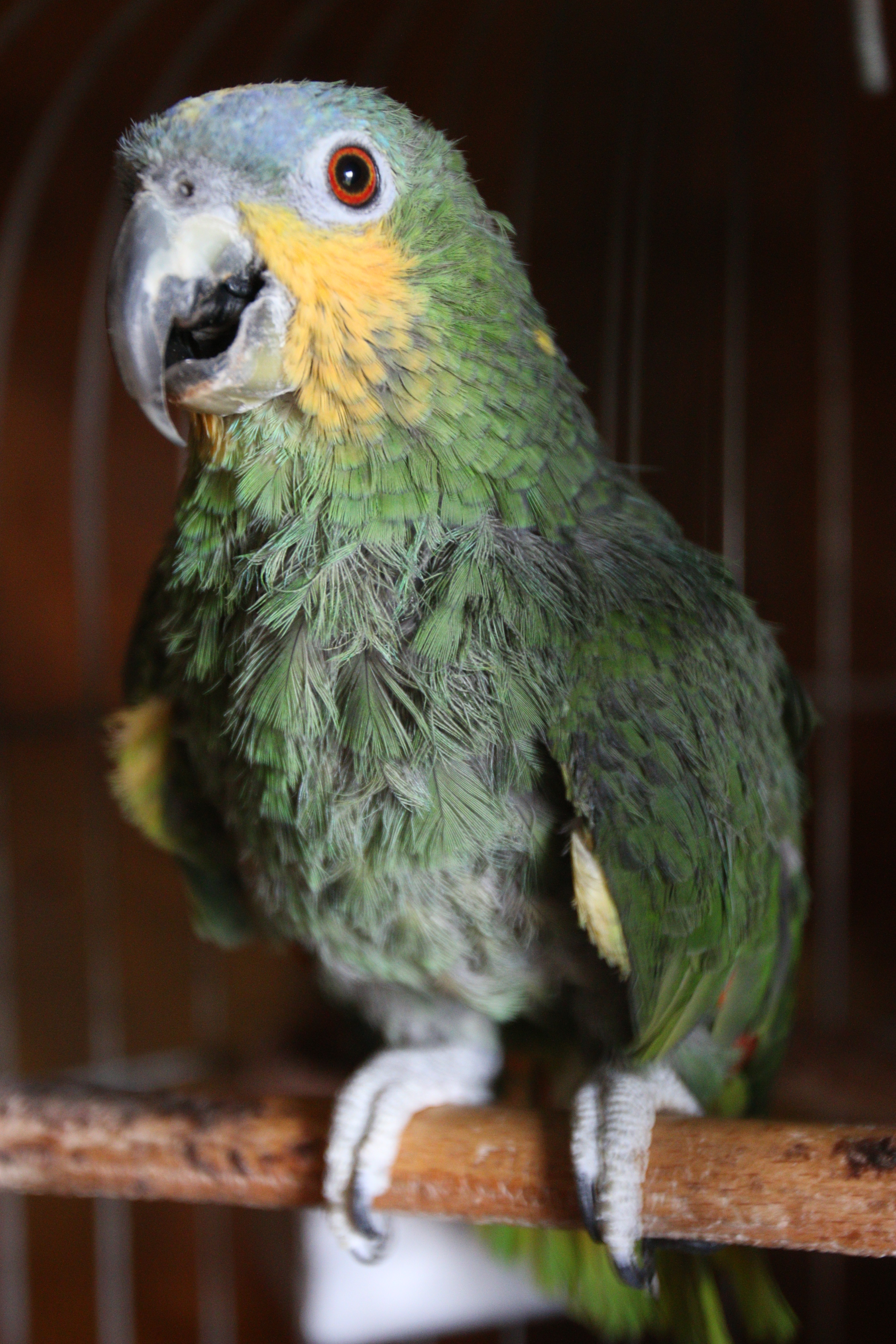 papagal iolanda nicolaescu