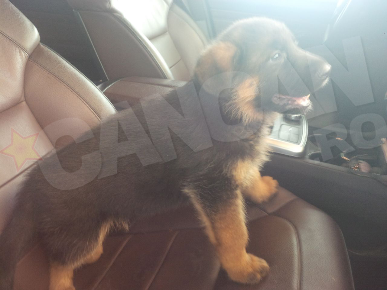 Bruno este membru cu drepturi depline in familia Huidu