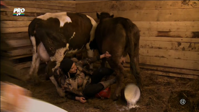 Vica nu a stiut cum sa mulga o vaca