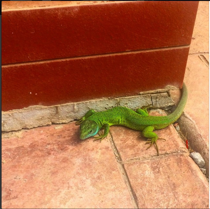 Micul vizitator s-a cuibarit la intrarea in casa