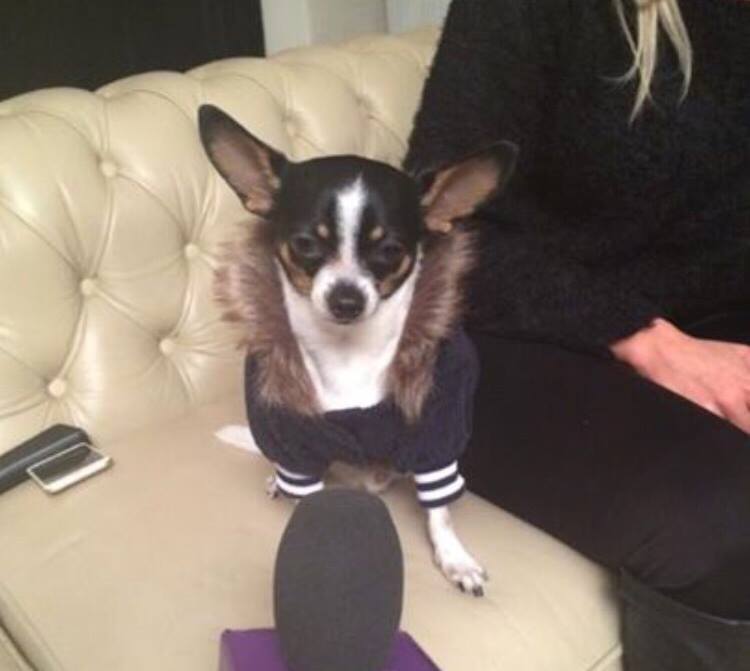 El este cainele lui Leo de la Strehaia