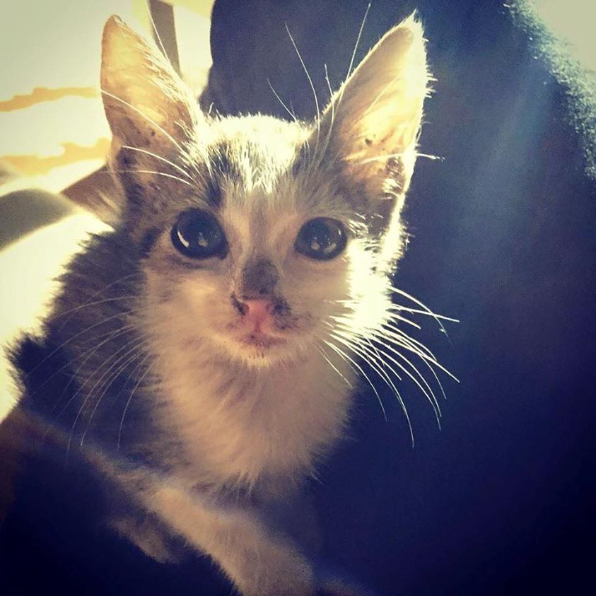 Artistul si-a pus o fotografie cu o pisica pe Facebook