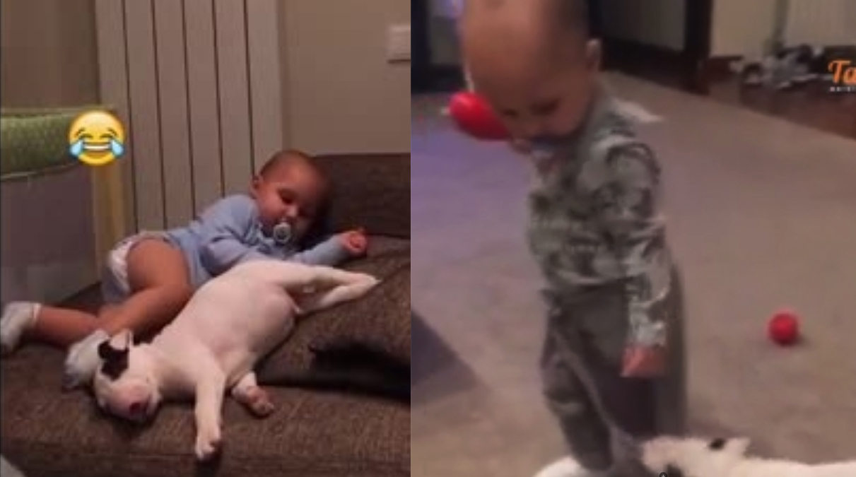 Dominic este deranjat de patrupedul familiei