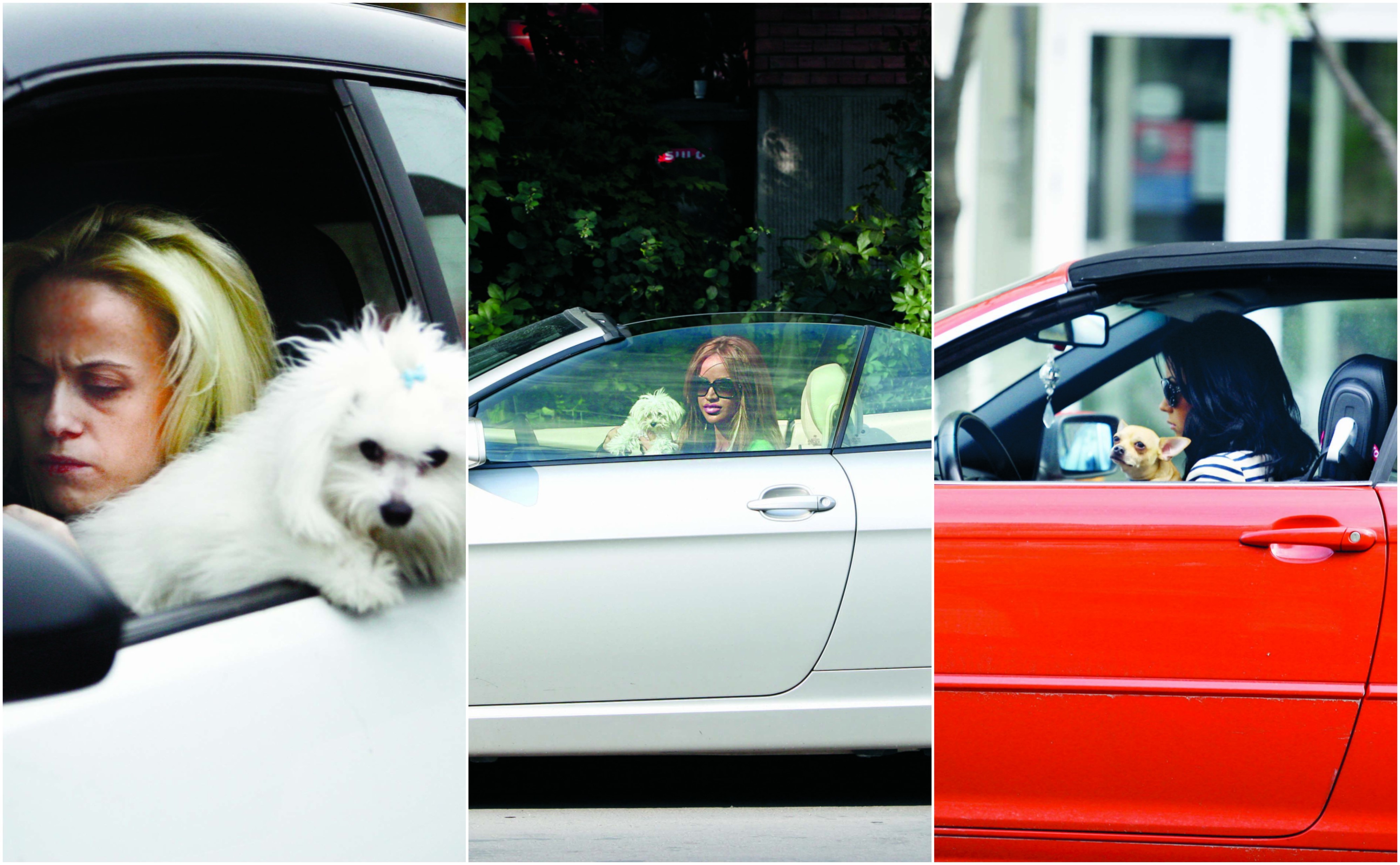 Aceste vedete nu pleacă nicăieri fără animalele lor de companie