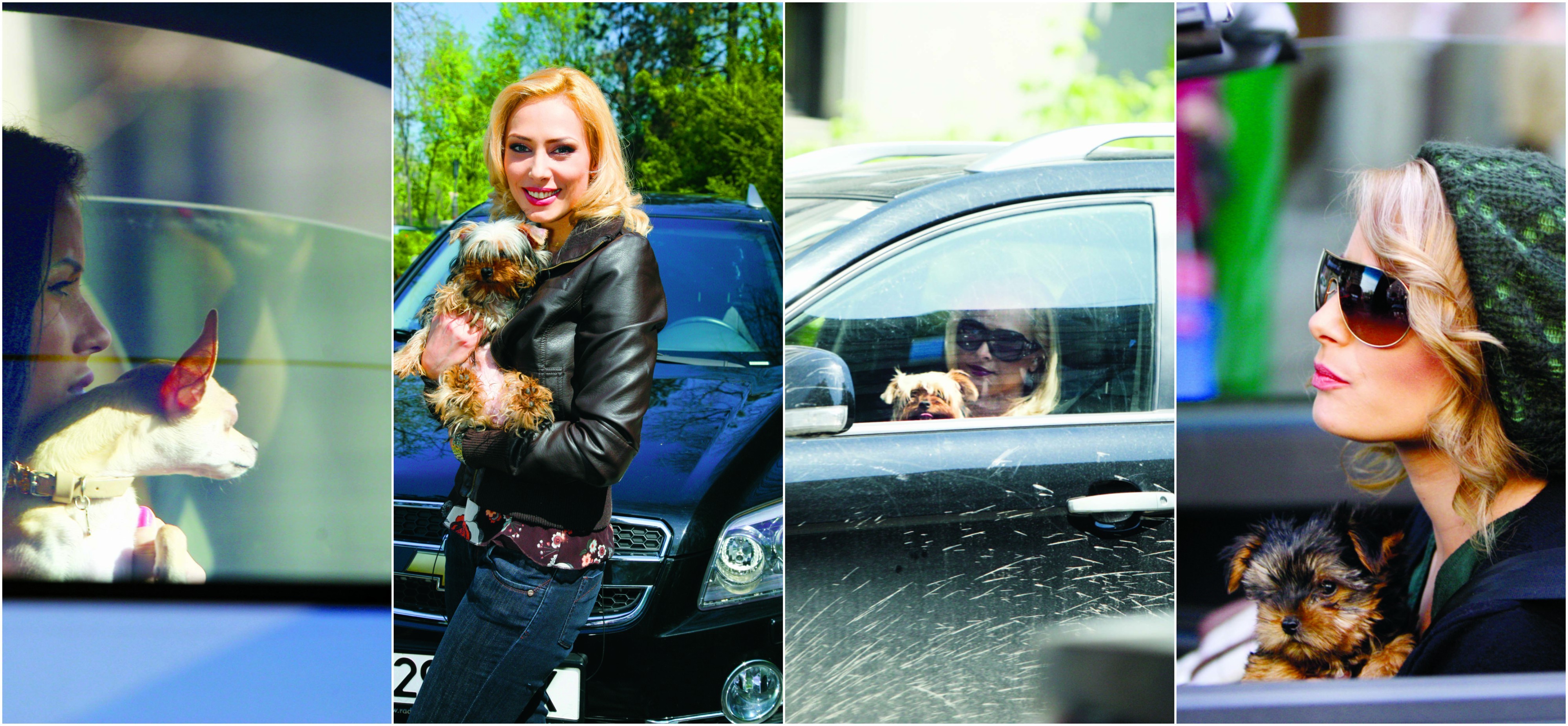 Căţeii pot fi copiloţi foarte talentaţi