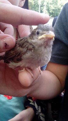 Eliza, împreună cu colegii săi au salvat un pui de vrabie şi l-au adoptat.
