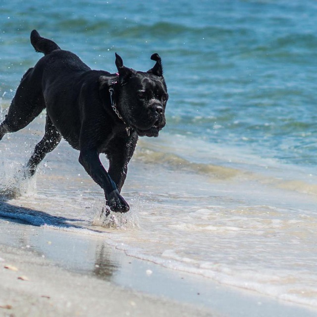 Acesta este căţelul lui Cabral şi al Andreei