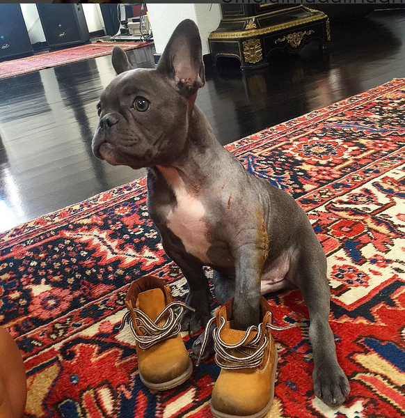 Animalul de companie al Mădălinei Ghenea a fost operat.