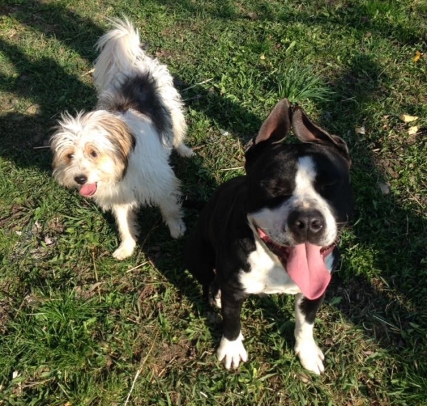 Medana şi-a pierdut cei doi căţei.