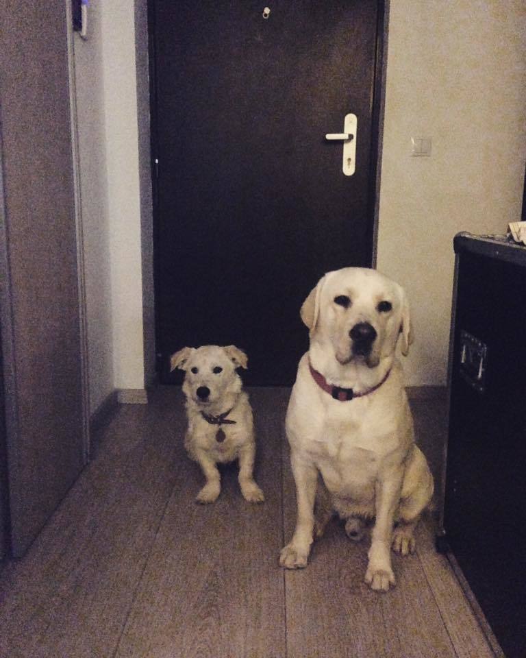 Căteii Andreei sunt copleşiţi de evenimente