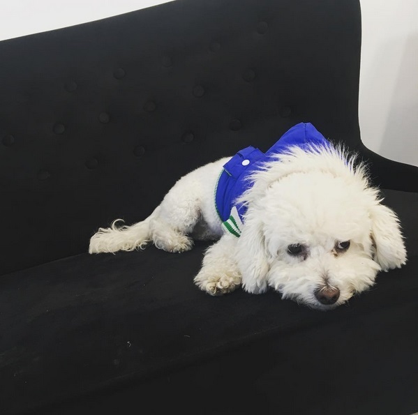 Nobby, căţeluşa Adelinei Pestriţu, extrem de tristă