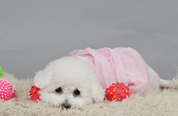 Nobby, căţeluşa Adelinei Pestriţu, extrem de tristă