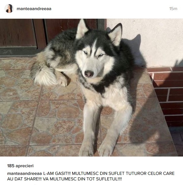 Andreea Mantea şi-a găsit căţelul