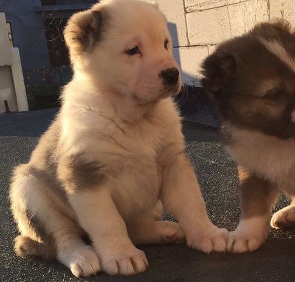 Căţeii de care s-a îndrăgostit Liviu Vârciu şi pe care vrea să-i adopte