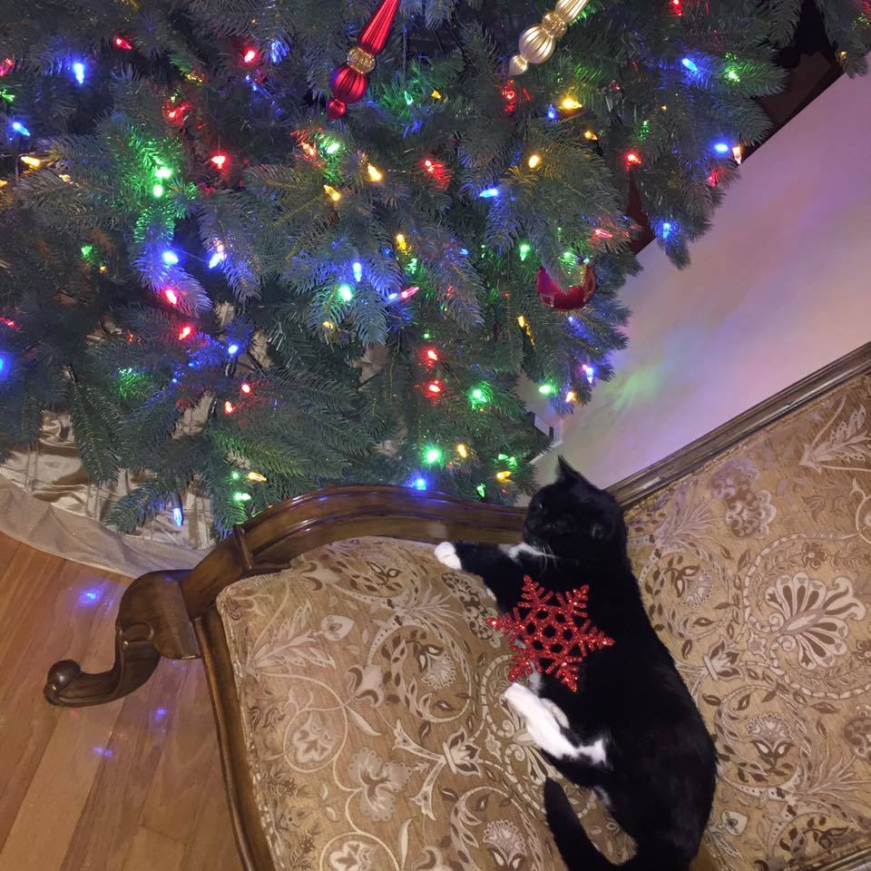 Monica Gabor le-a dezvăluit prietenilor o bucăţică din Paradisul ei.