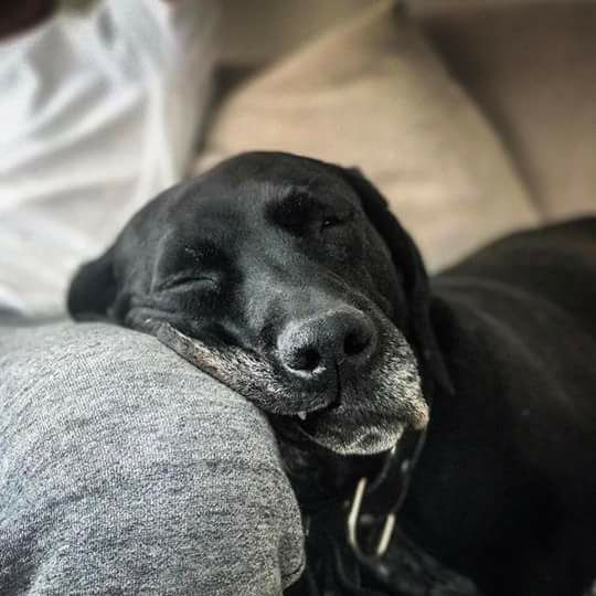 Noul iubit al Andreei Raicu s-a împrietenit deja cu căţelul vedetei