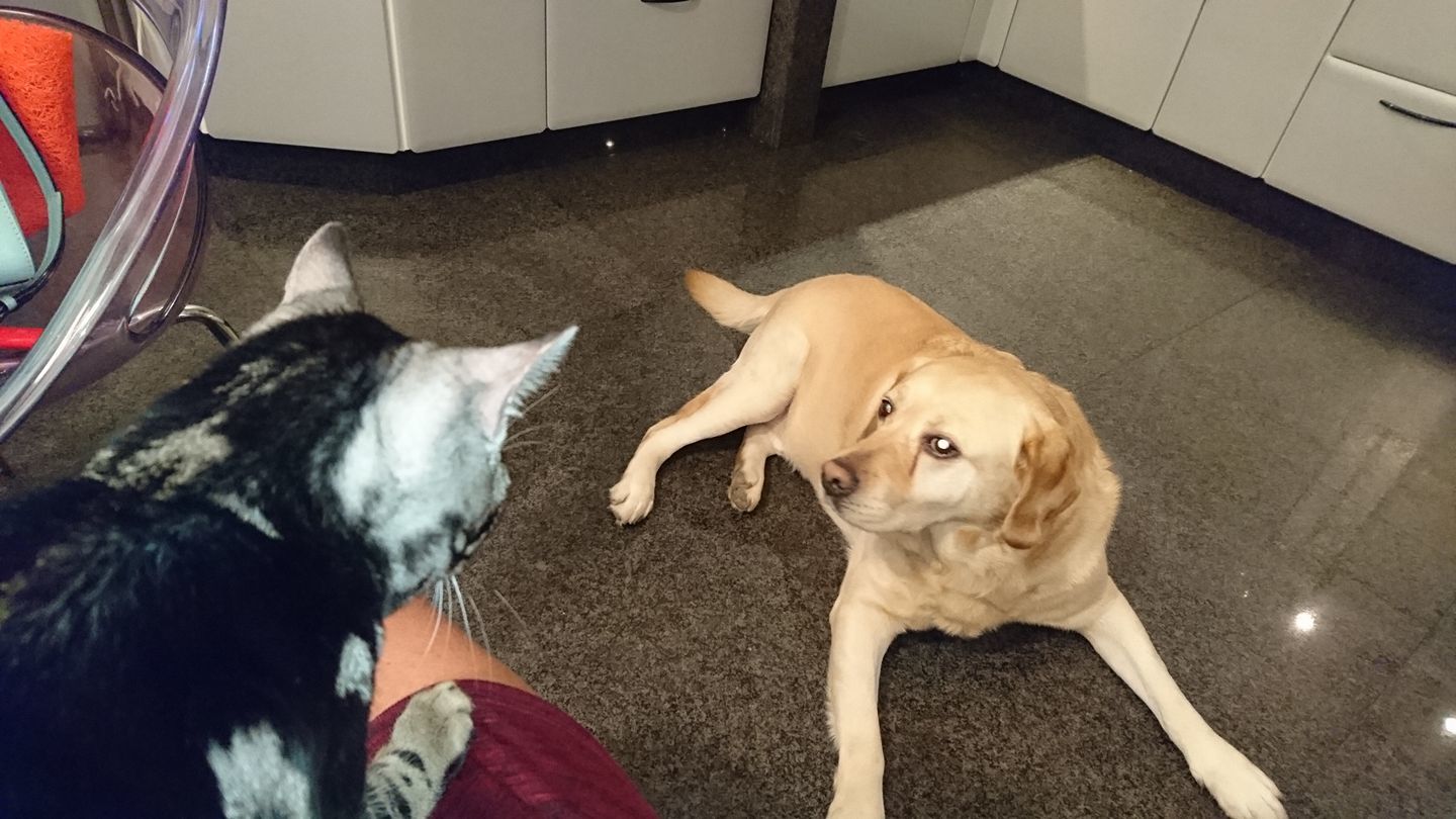 Câinele Monicăi Tatoiu suferă de o boală cruntă.