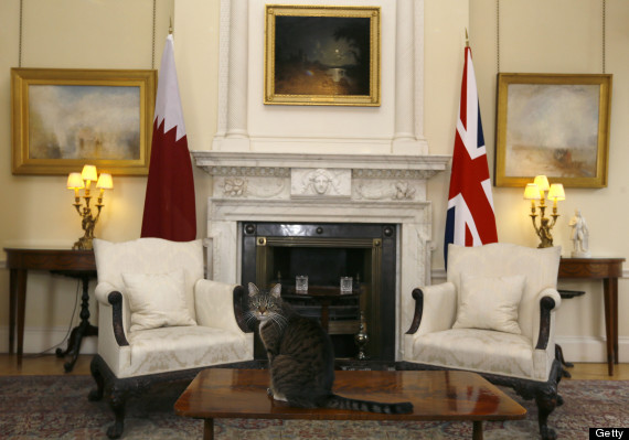 Freya pisica lui George Osborne