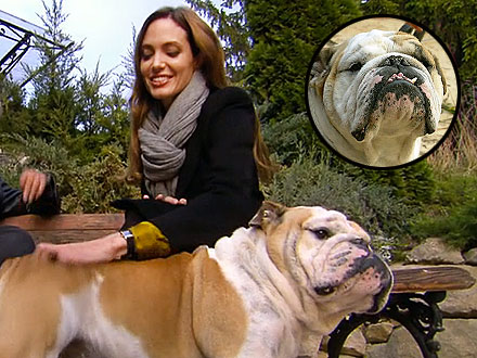 Angelina Jolie alaturi de cainele Jaques