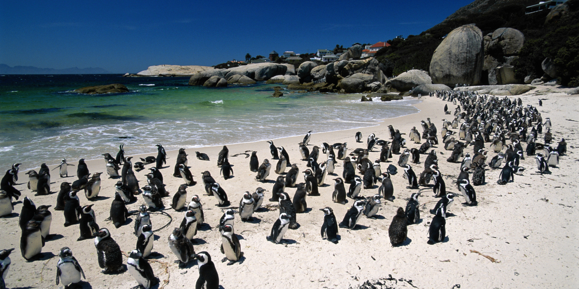 Pe Plaja Bolovanilor, pinguinii se simt ca acasa