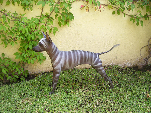 Xoloitzcuintli nu are par, insa pielea lui este pigmentata astfel incat sa arate precum o zebra