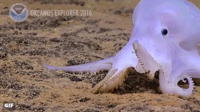 “Casper” a fost filmată de către Administraţia Atmosferică şi Oceanică Naţională a SUA la o adâncime impresionantă de 4.920 m