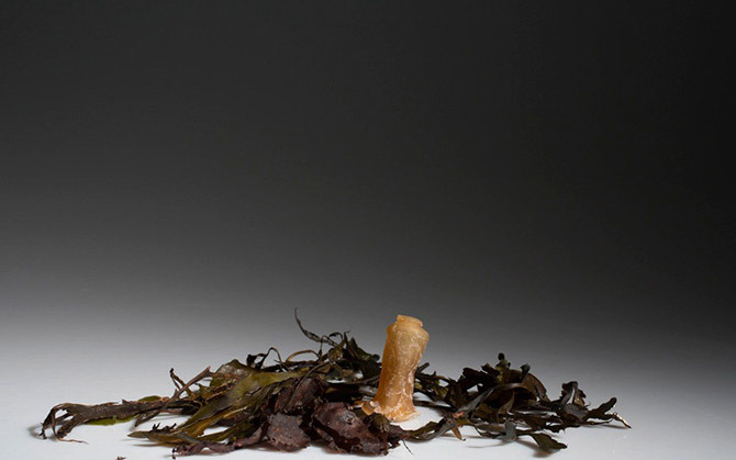 Sticlele făcute din alge încep să se descompună imediat după ce au fost golite şi sunt 100% biodegradabile.