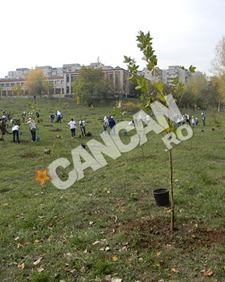 VIDEO Capitala s-a inverzit! 1.500 de arbori au fost plantati la Politehnica!