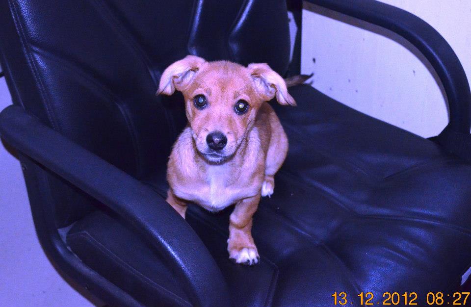 Cuminte. Palade a primit numele dupa locul in care a fost gasita de reprezentantii Serviciului de Imagine si Comunicare a Politiei Locale