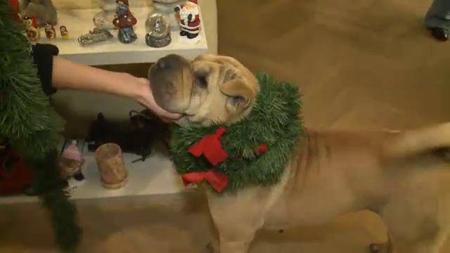 Nici cainele n-a scapat de spiritul sarbatorilor: a primit o 