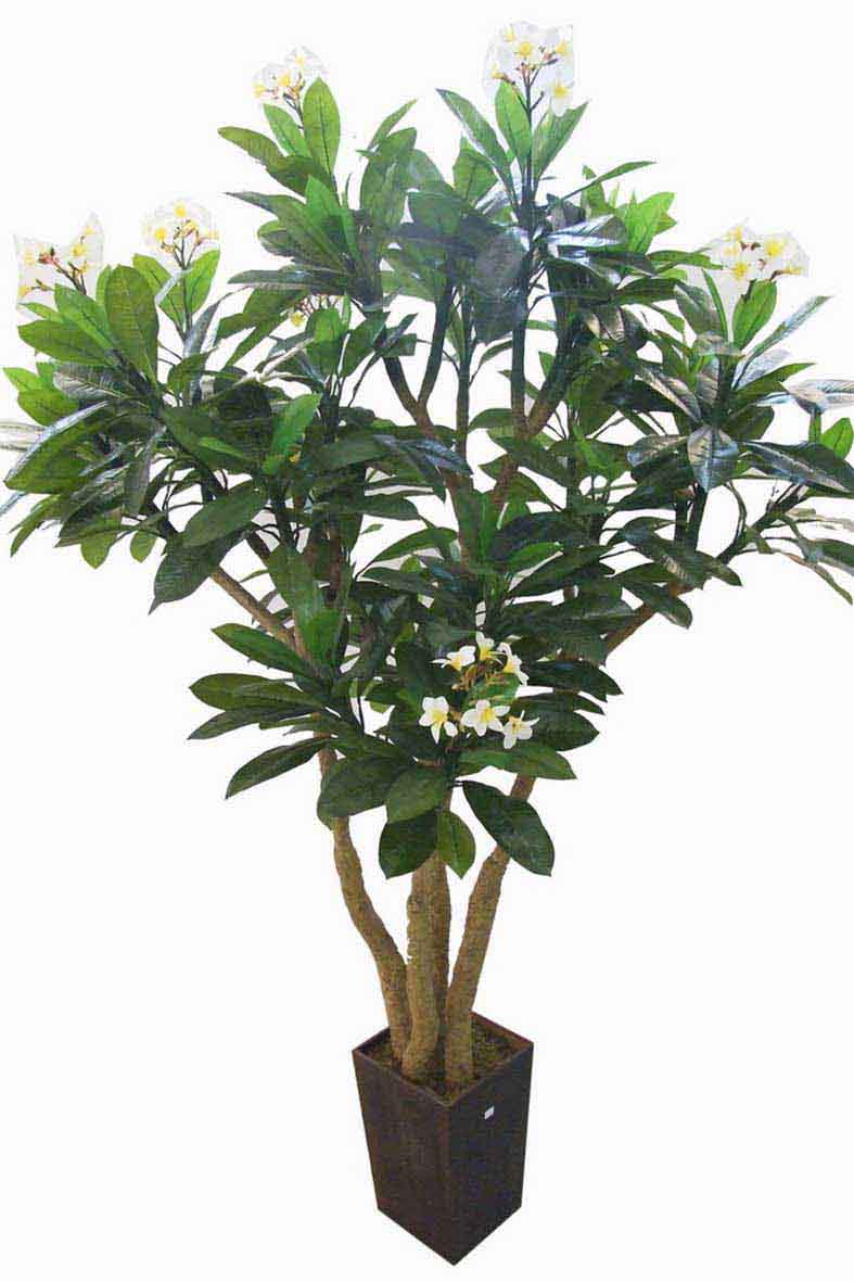 Cantaretul este adeptul plantelor artificiale