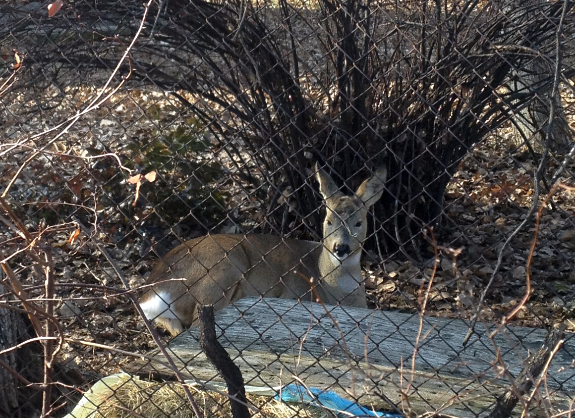 Caprioara sta cuminte in tarcul amenajat in curtea spitalului
