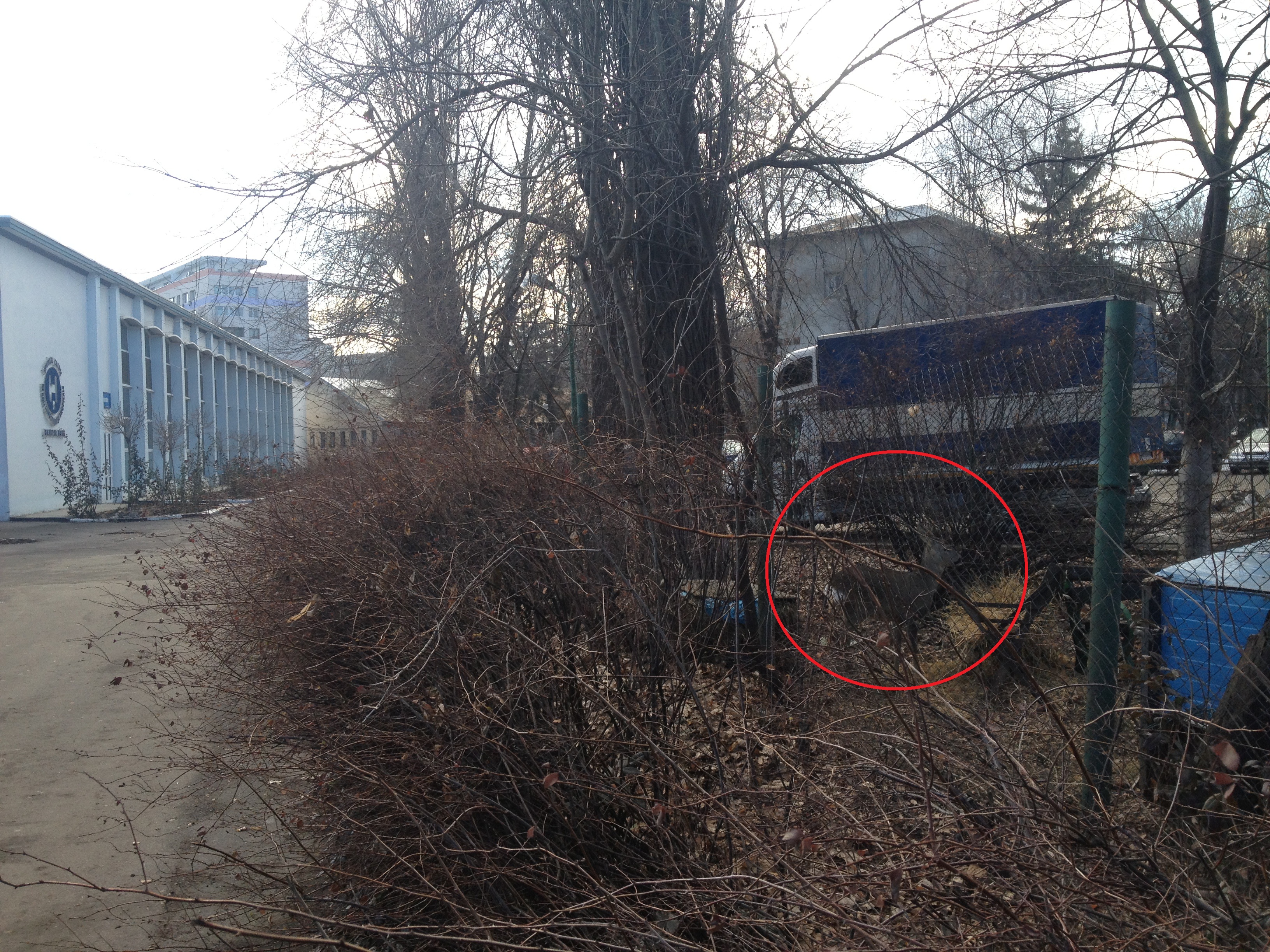 Caprioara trece aproape neobservata