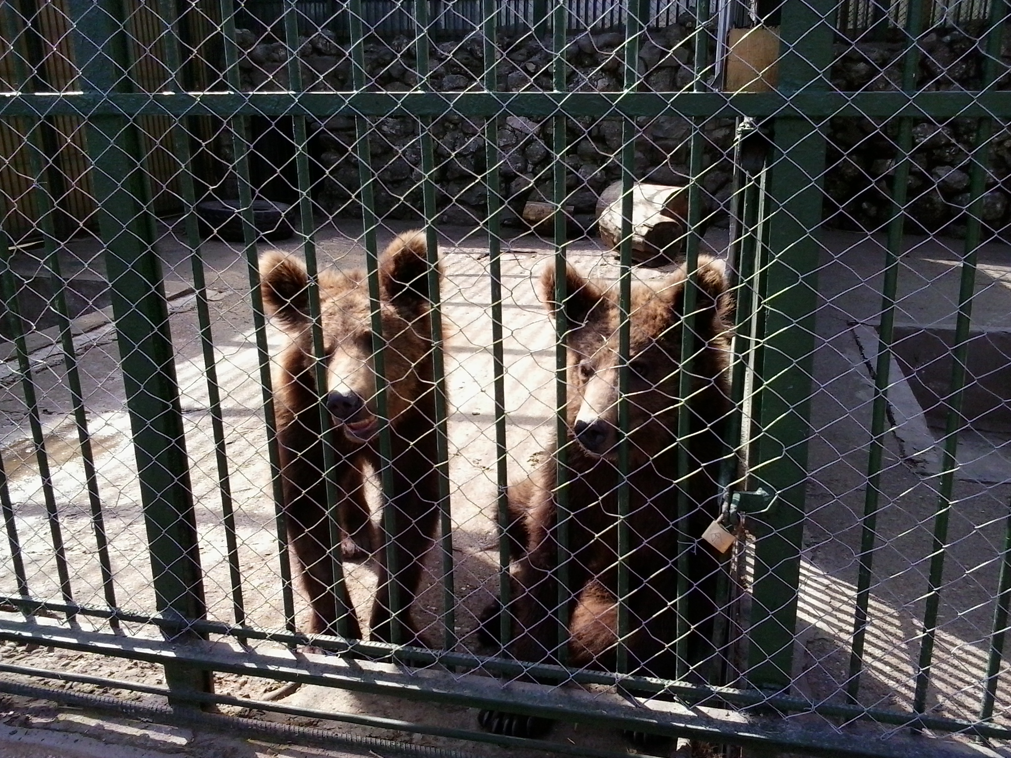 Mutati. Ursii au fost dusi intr-un tarc special pentru ei