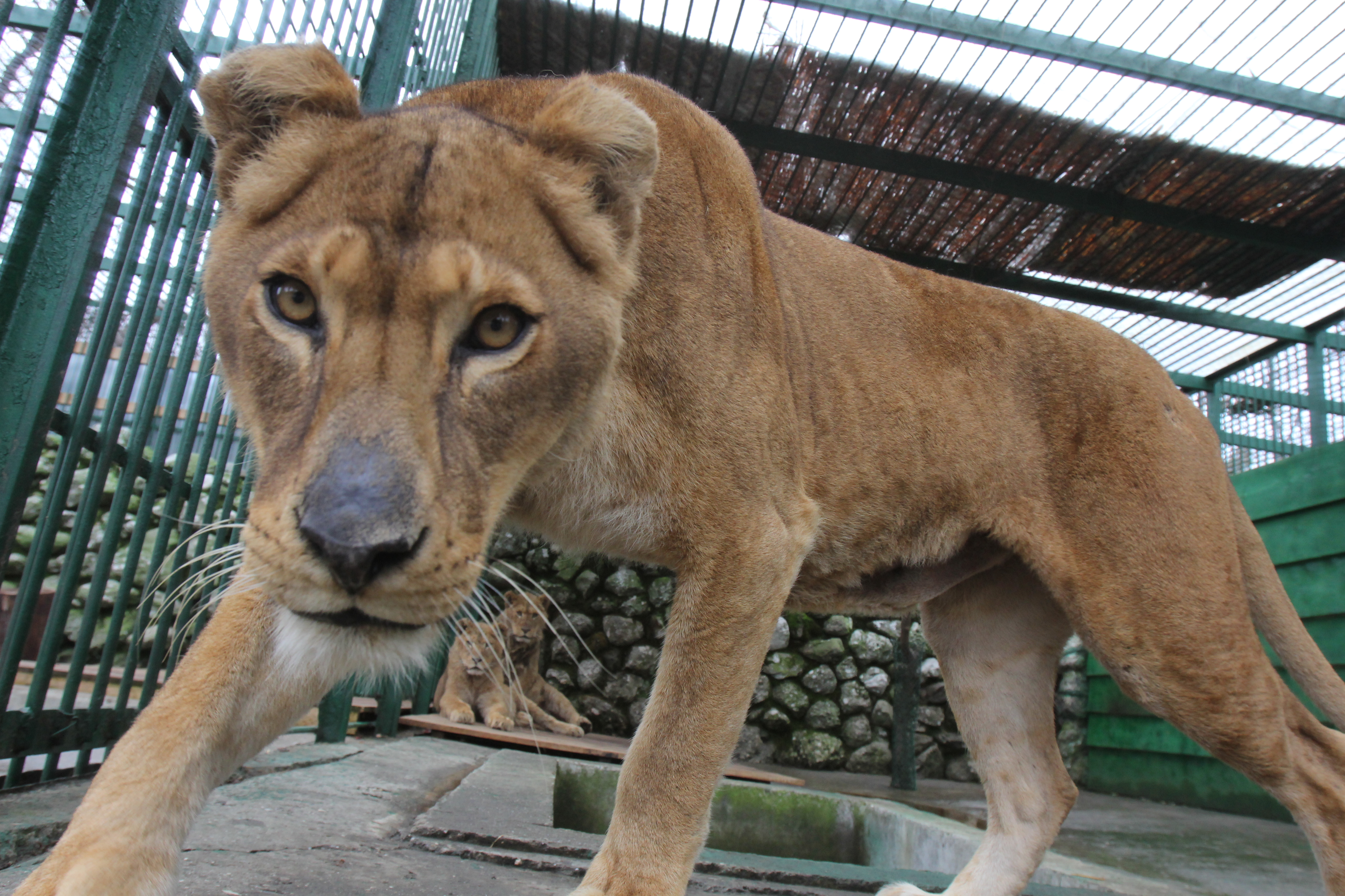 Plecare. Leii lui Nutu vor pleca, cel mai probabil pe 9 aprilie, spre Africa