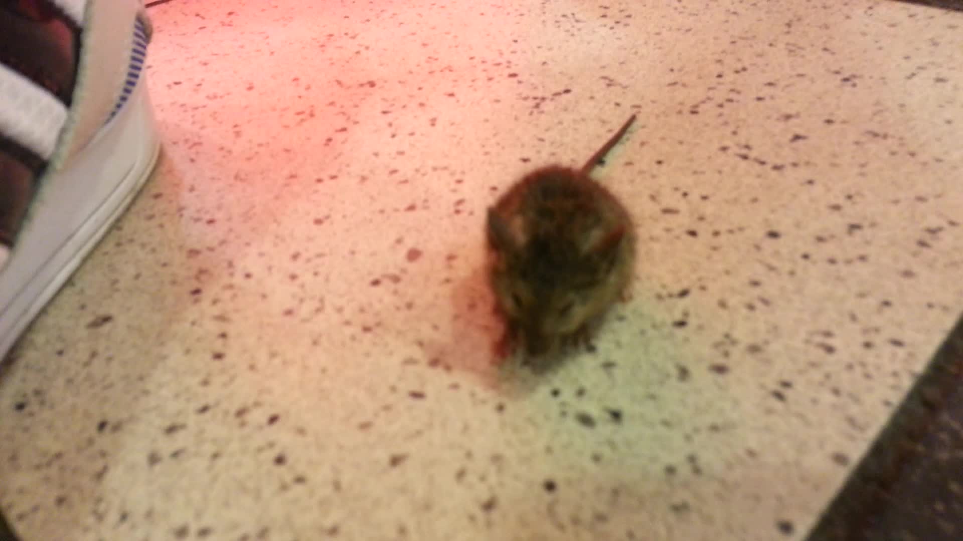 Remy a scapat nevetama si a fugit repede pe strada!