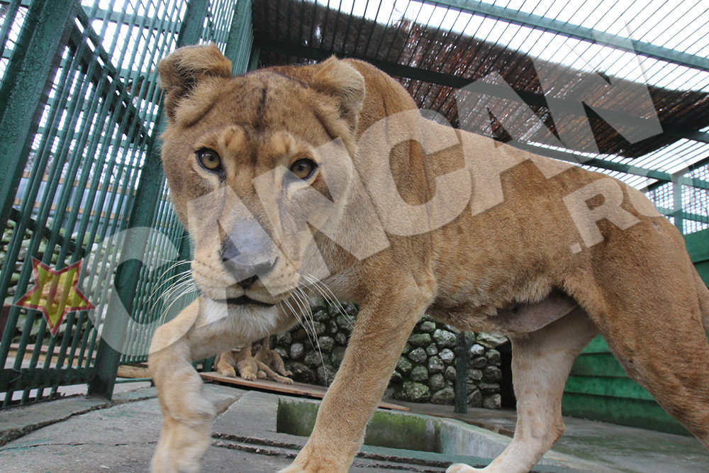 Leoaica lui Nutu Camataru a ajuns la Gradina Zoologica dupa ce anchetatorii i-au confiscat toate animalele salbatice din curte